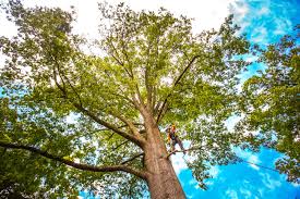 Best Root Management and Removal  in West Rson, CA