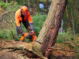 Best Lawn Watering Services  in West Rson, CA
