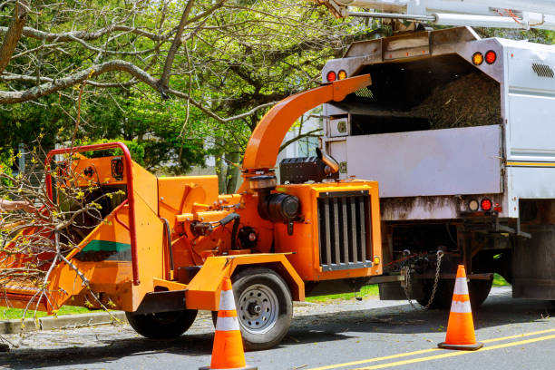 Best Tree Risk Assessment  in West Rson, CA