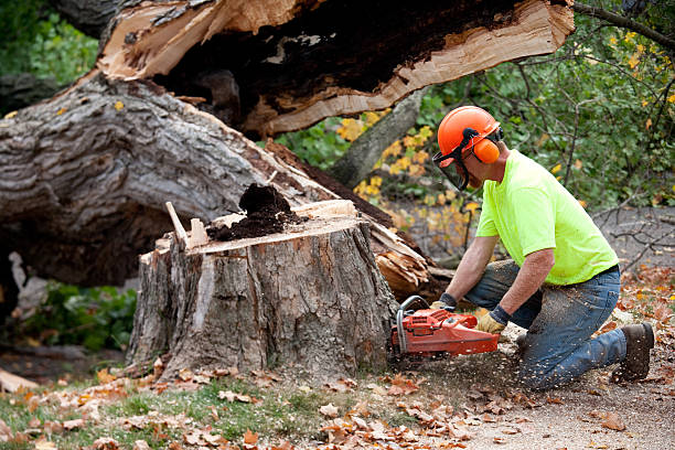 Best Tree Preservation Services  in West Rson, CA