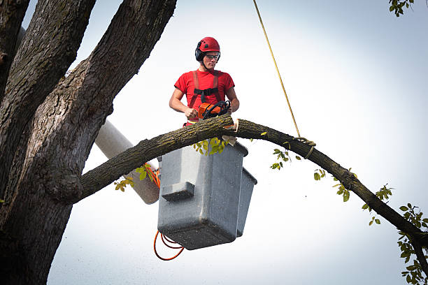 Best Storm Damage Tree Cleanup  in West Rson, CA