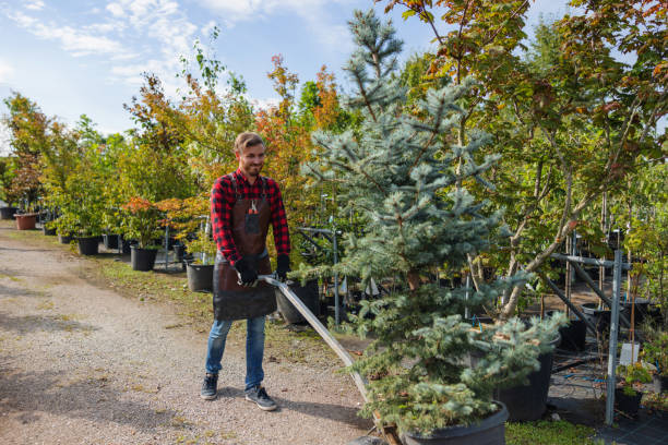 Tree and Shrub Care in West Carson, CA