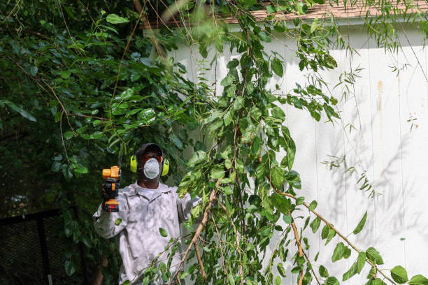 How Our Tree Care Process Works  in  West Carson, CA